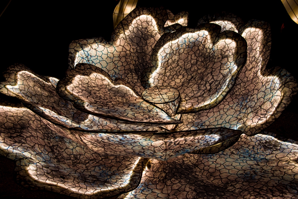 evolution-illuminations-jardin-plantes-decembre-2021-10