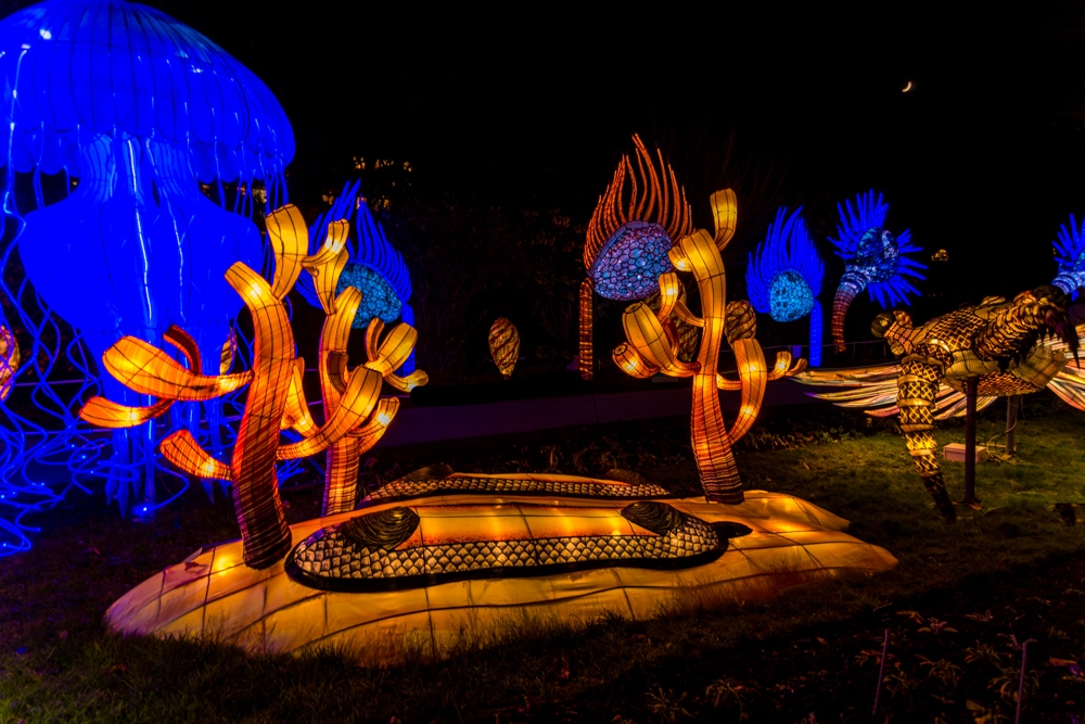 evolution-illuminations-jardin-plantes-decembre-2021-12