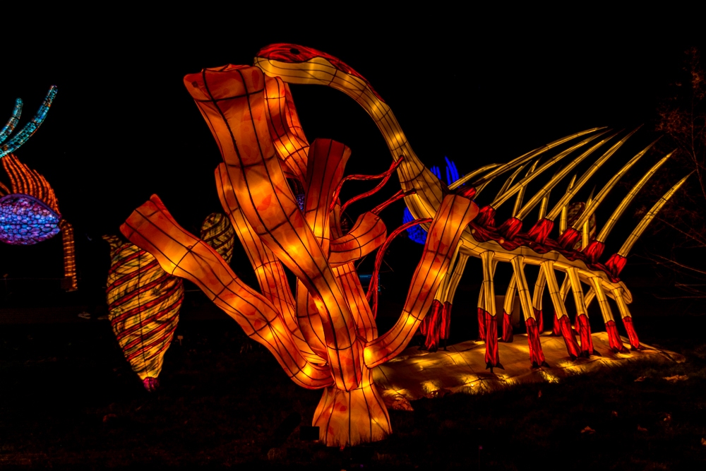 evolution-illuminations-jardin-plantes-decembre-2021-13