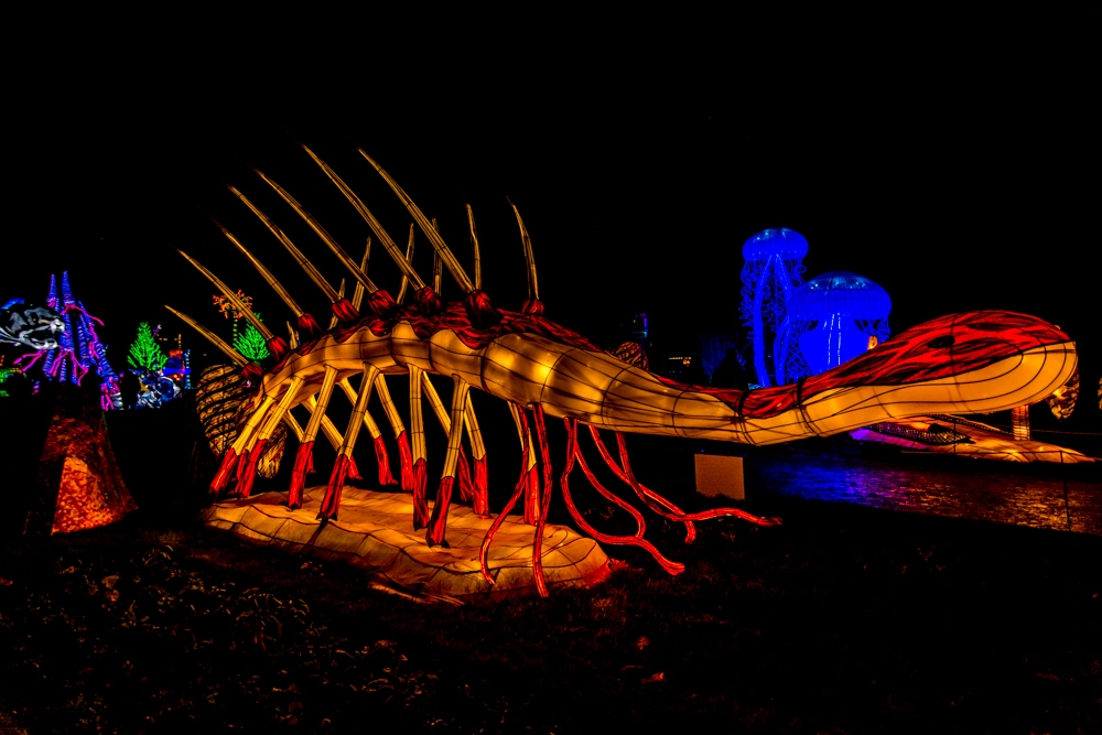 evolution-illuminations-jardin-plantes-decembre-2021-16