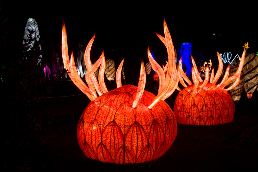 evolution-illuminations-jardin-plantes-decembre-2021-2