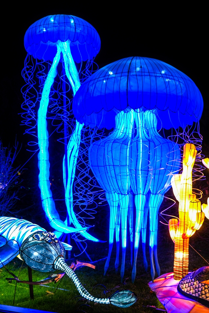evolution-illuminations-jardin-plantes-decembre-2021-21