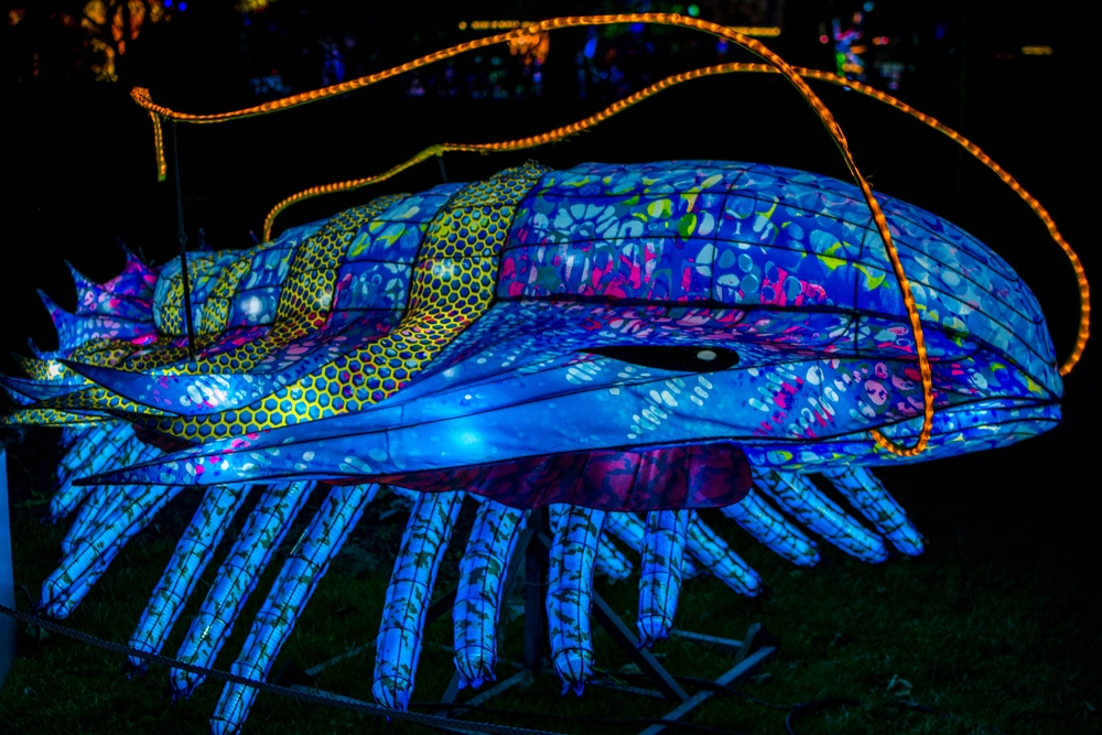 evolution-illuminations-jardin-plantes-decembre-2021-23