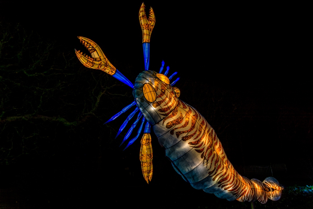 evolution-illuminations-jardin-plantes-decembre-2021-25