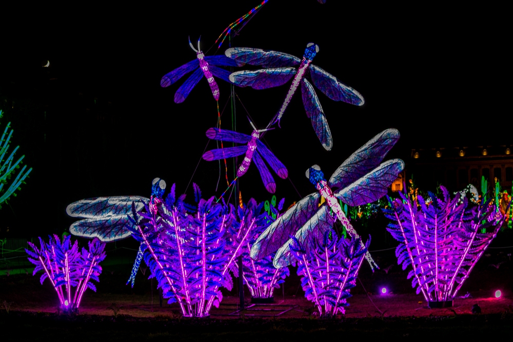 evolution-illuminations-jardin-plantes-decembre-2021-26