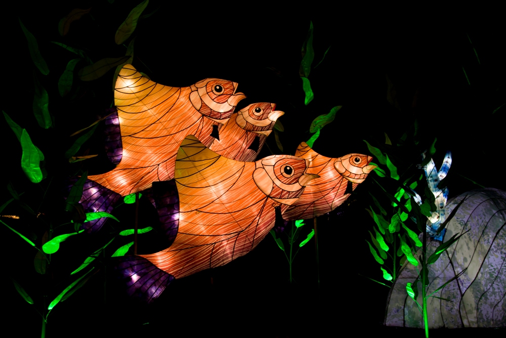 evolution-illuminations-jardin-plantes-decembre-2021-29