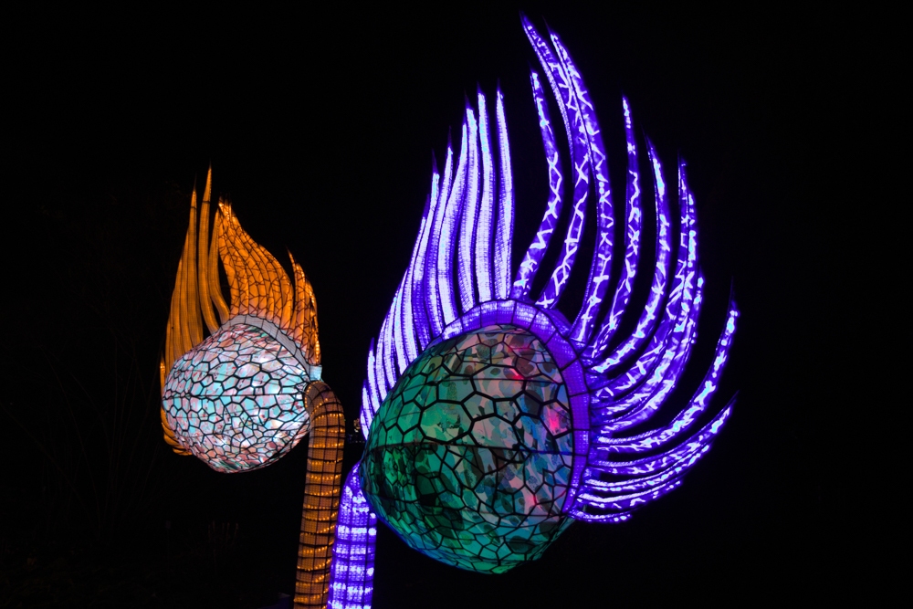 evolution-illuminations-jardin-plantes-decembre-2021-3