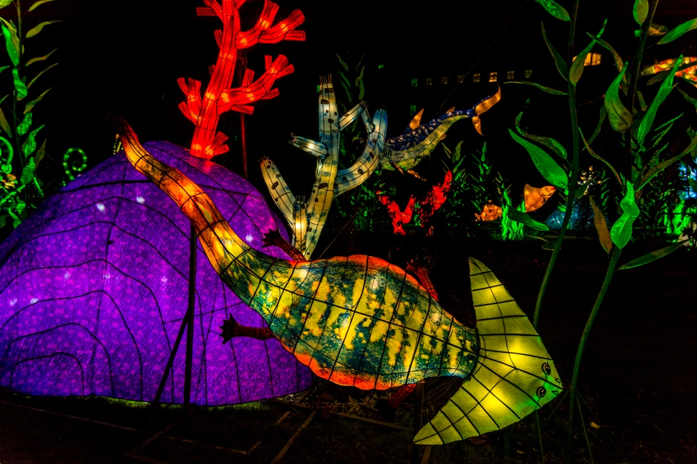 evolution-illuminations-jardin-plantes-decembre-2021-31