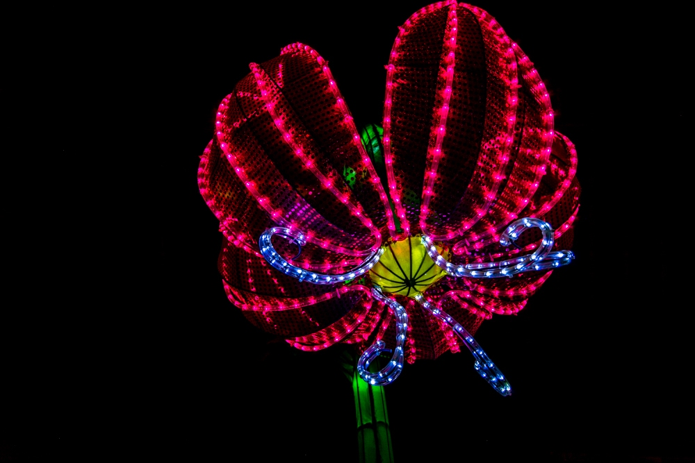 evolution-illuminations-jardin-plantes-decembre-2021-35