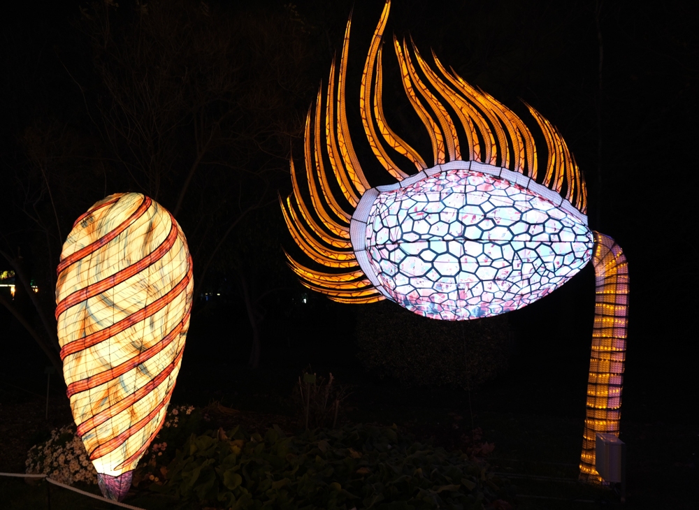 evolution-illuminations-jardin-plantes-decembre-2021-4