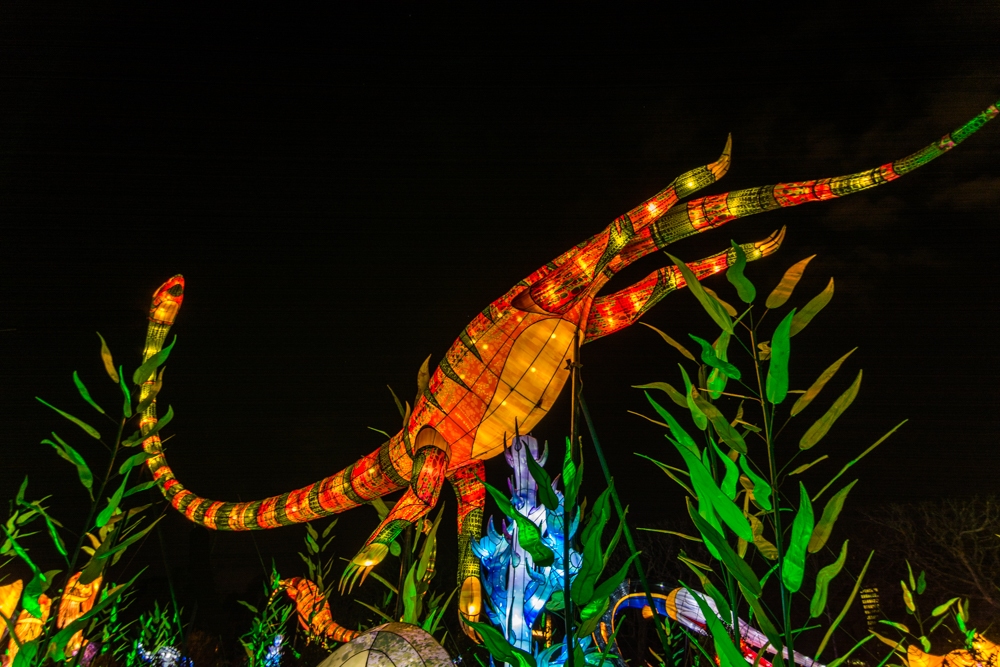 evolution-illuminations-jardin-plantes-decembre-2021-47