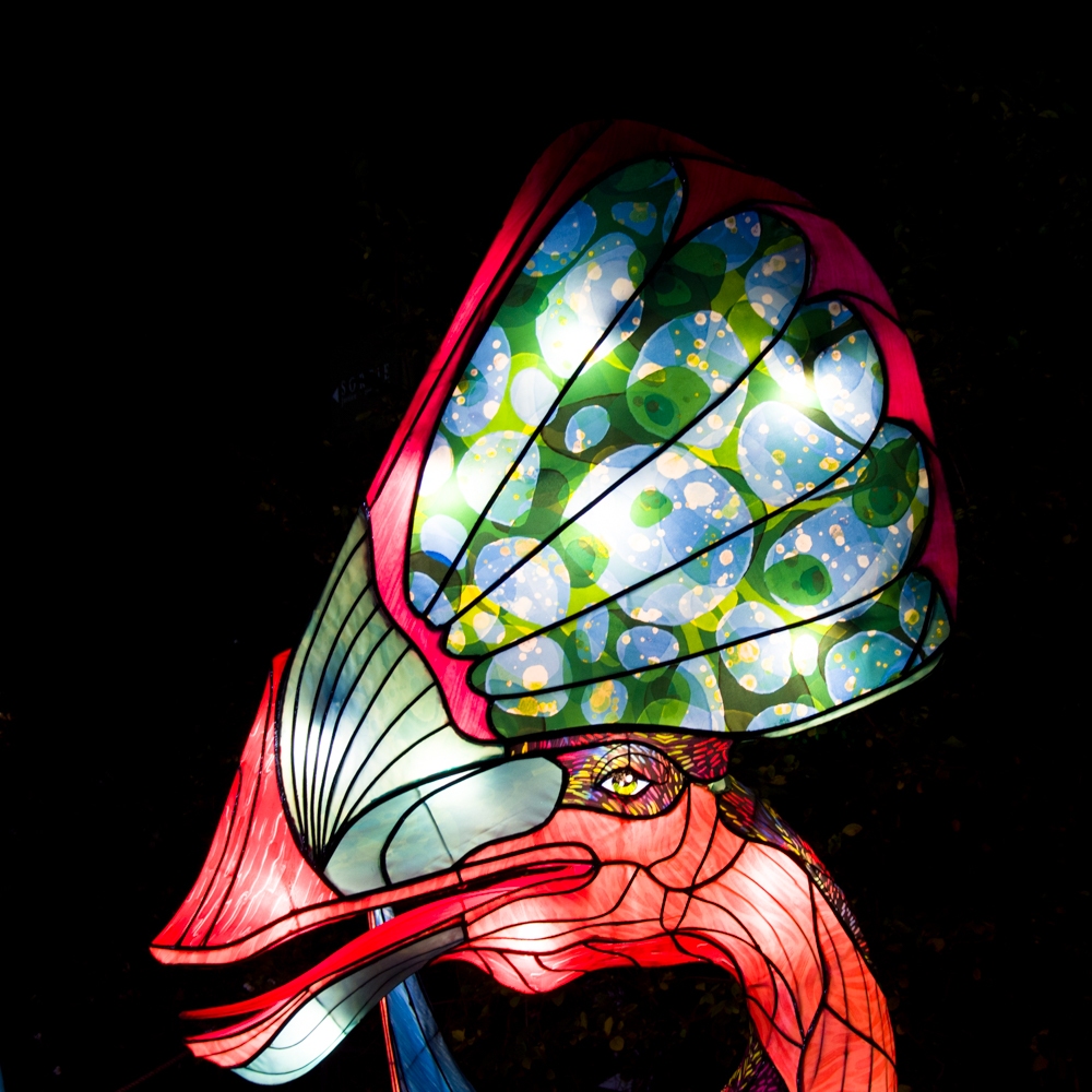 evolution-illuminations-jardin-plantes-decembre-2021-53