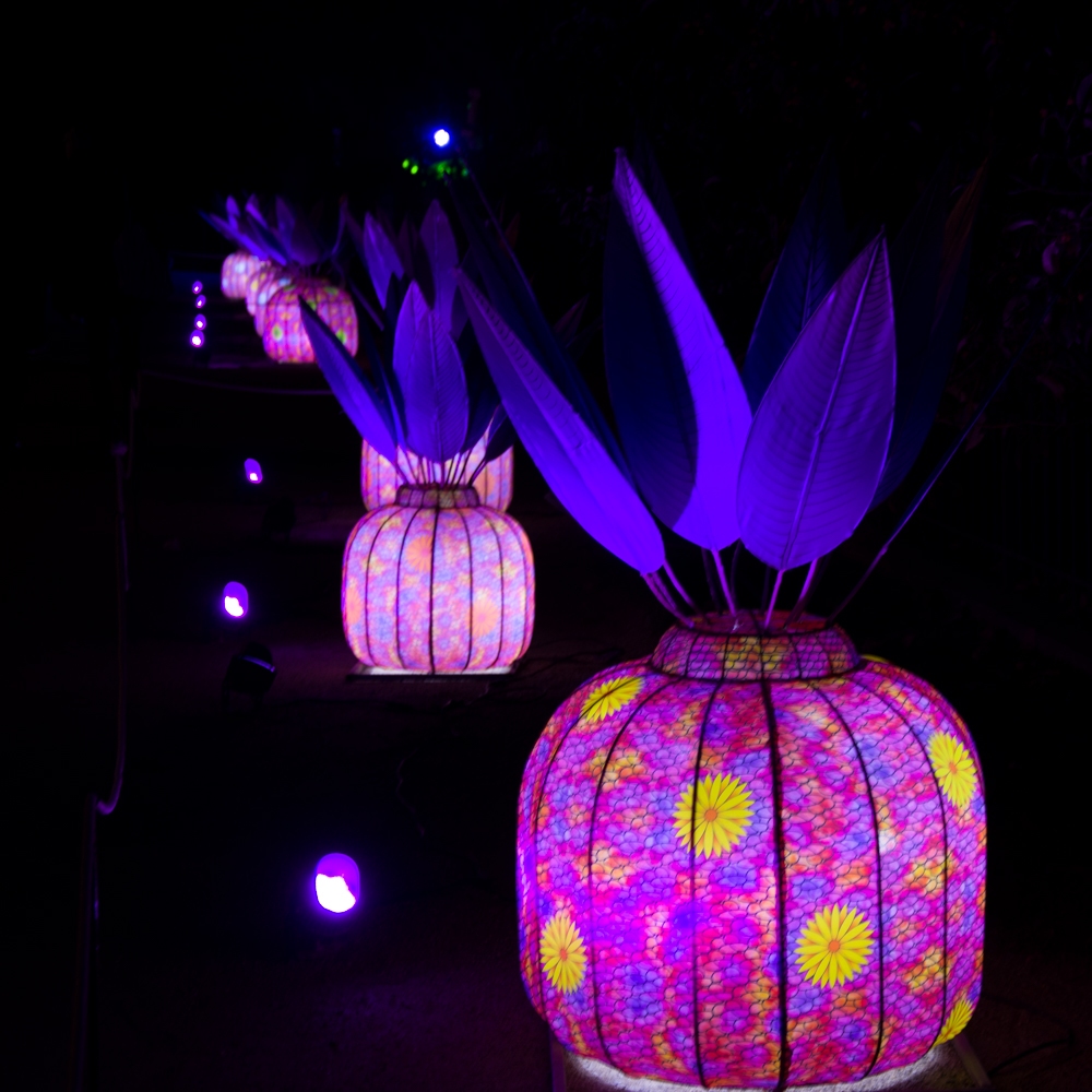 evolution-illuminations-jardin-plantes-decembre-2021-55