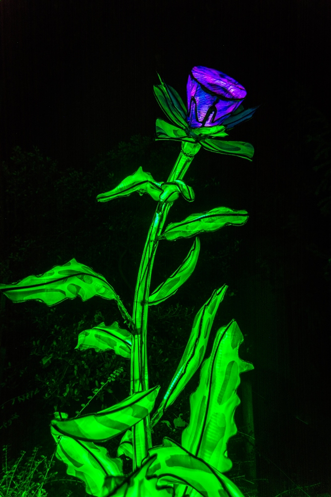 evolution-illuminations-jardin-plantes-decembre-2021-56