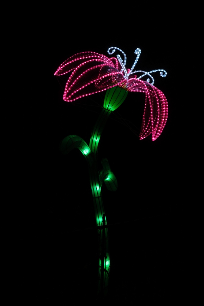 evolution-illuminations-jardin-plantes-decembre-2021-58