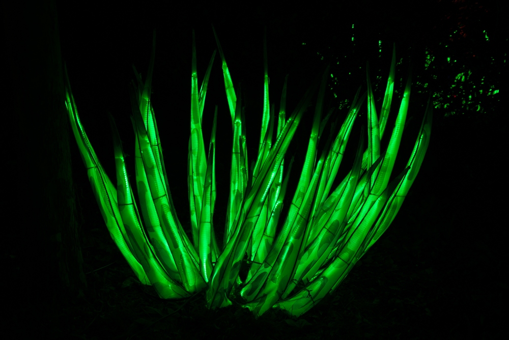 evolution-illuminations-jardin-plantes-decembre-2021-59