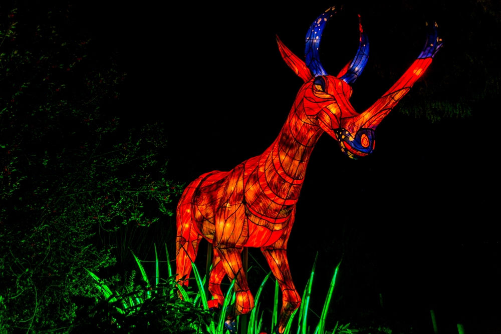 evolution-illuminations-jardin-plantes-decembre-2021-61