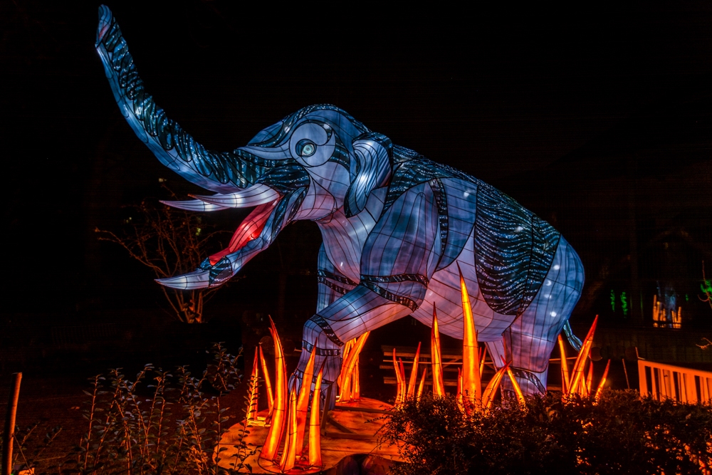 evolution-illuminations-jardin-plantes-decembre-2021-64