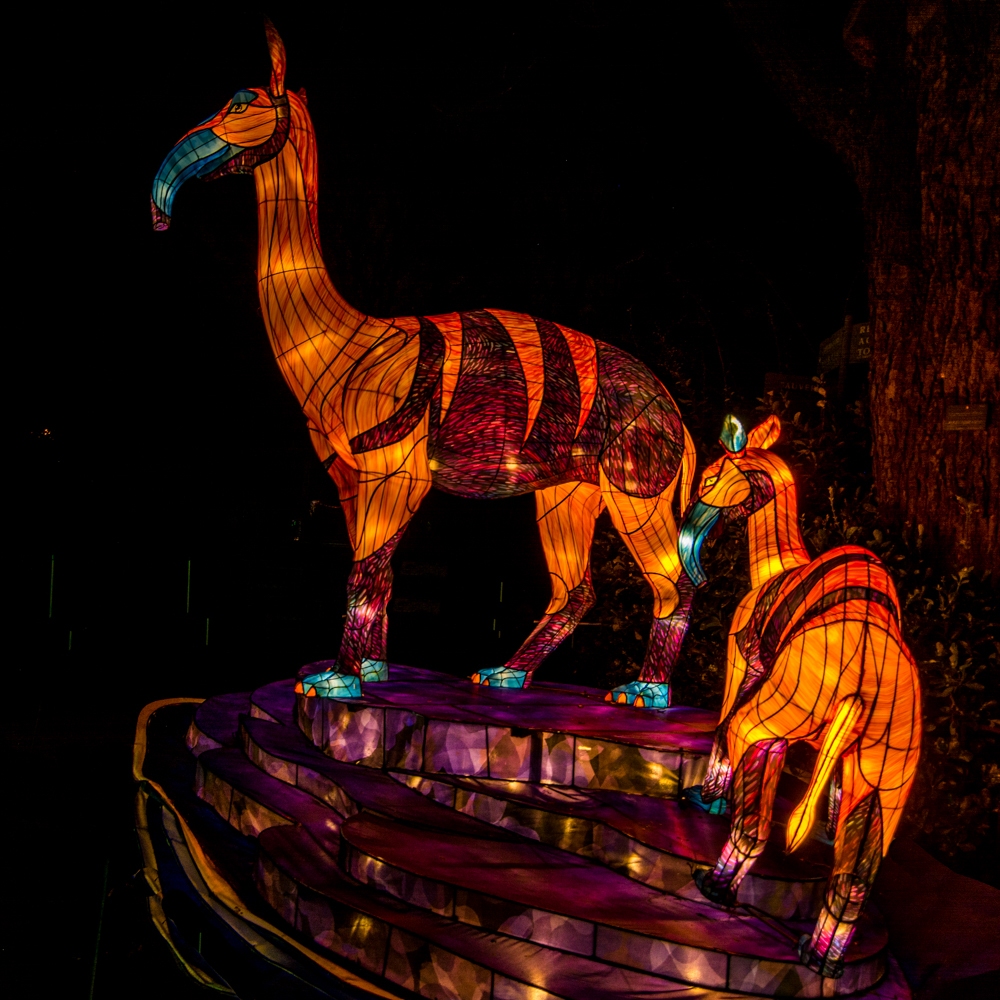 evolution-illuminations-jardin-plantes-decembre-2021-65
