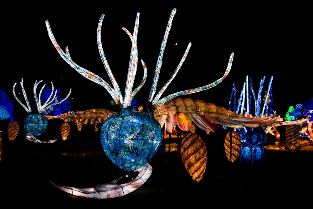 evolution-illuminations-jardin-plantes-decembre-2021-9