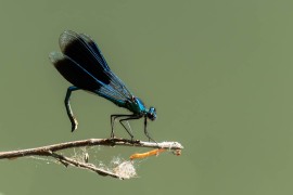 DSCF5244-Modifier-Avec-accentuation
