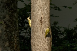 IMG_7726